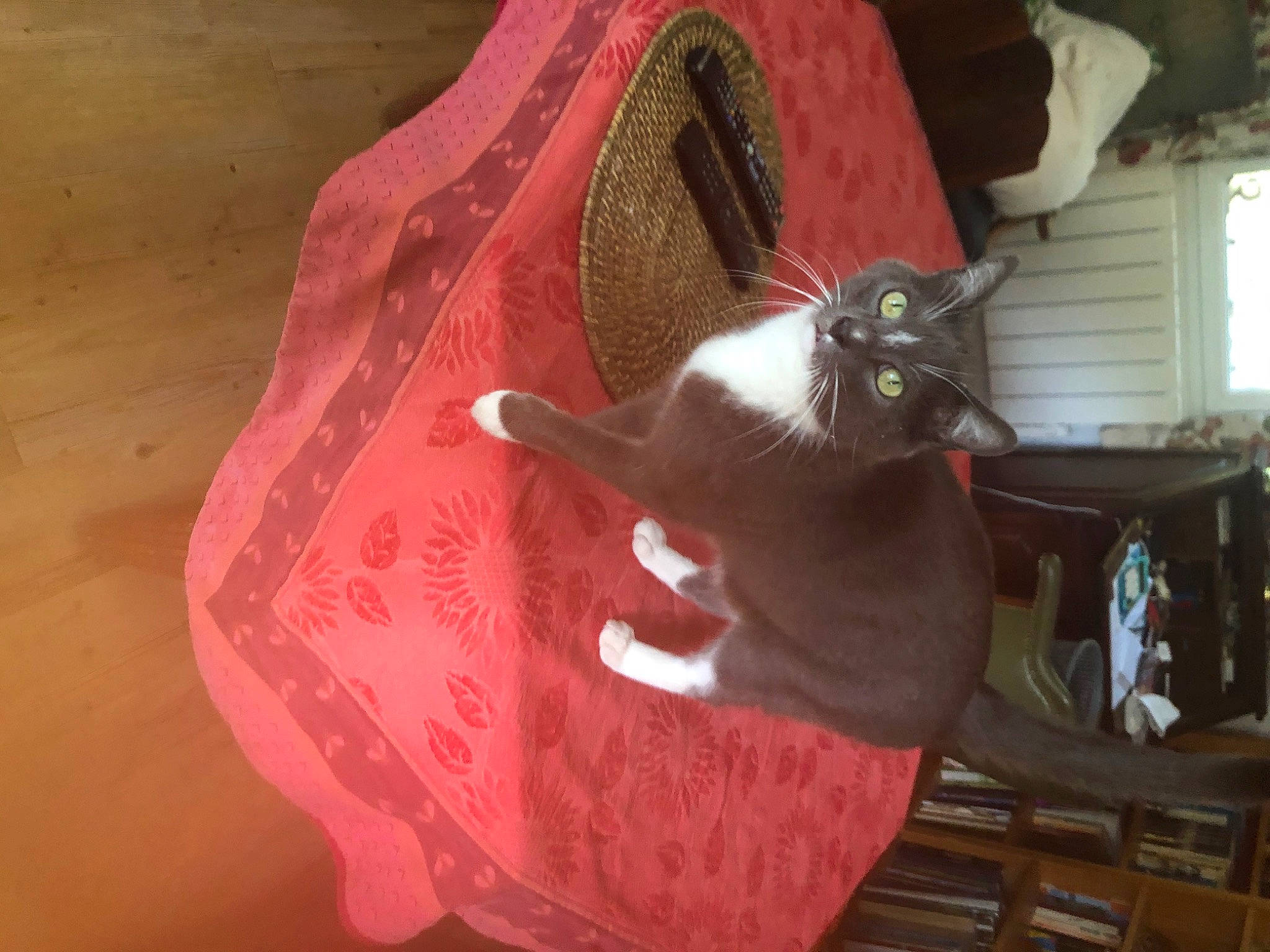 Leon a rejoint le concours — aidez-le/la à gagner de superbes lots ! carmine, carnivore, cat, cat_supply, comfort, domestic_short_haired_cat, fawn, felidae, fur, hardwood, magenta, peach, small_to_medium_sized_cats, tail, whiskers, wood