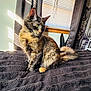 Maple joined the competition — help win amazing prizes! cat, tortoiseshell, pet, feline, indoor, blanket, curtain, window, sunlight, shadow, striped, fur, whiskers, ears, tail, resting, cozy, domestic, household, contemplative