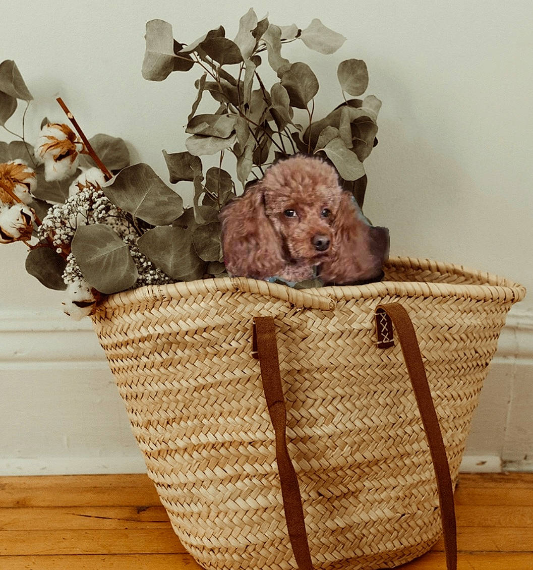 Pokeybear is registered to the contest to win money with this photo: basket, comfort, fashion_accessory, fawn, felidae, flowerpot, fur, hardwood, hat, houseplant, picnic_basket, plant, room, sculpture, storage_basket, table, terrestrial_animal, twig, wicker, wood