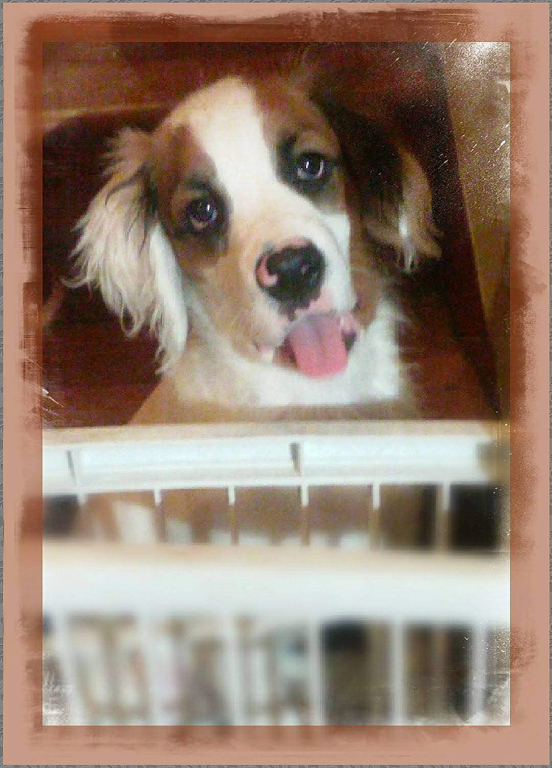 Fletcher joined the competition — help win amazing prizes! canidae, carnivore, companion_dog, dog, dog_breed, dog_supply, fawn, liver, pet_supply, photo_caption, picture_frame, puppy, puppy_love, rectangle, snout, sporting_group, toy_dog, whiskers, wood, working_animal