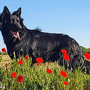 Barack participe au concours pour gagner de l'argent avec cette photo : animal, black_dog, blue_sky, canine, daytime, dog, ears_up, field, flowers, grass, greenery, happy, landscape, nature, outdoor, pet, poppies, summer, sunlight, tongue_out