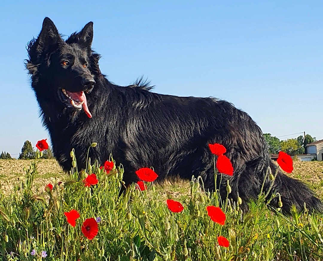 Barack participe au concours pour gagner de l'argent avec cette photo : animal, black_dog, blue_sky, canine, daytime, dog, ears_up, field, flowers, grass, greenery, happy, landscape, nature, outdoor, pet, poppies, summer, sunlight, tongue_out