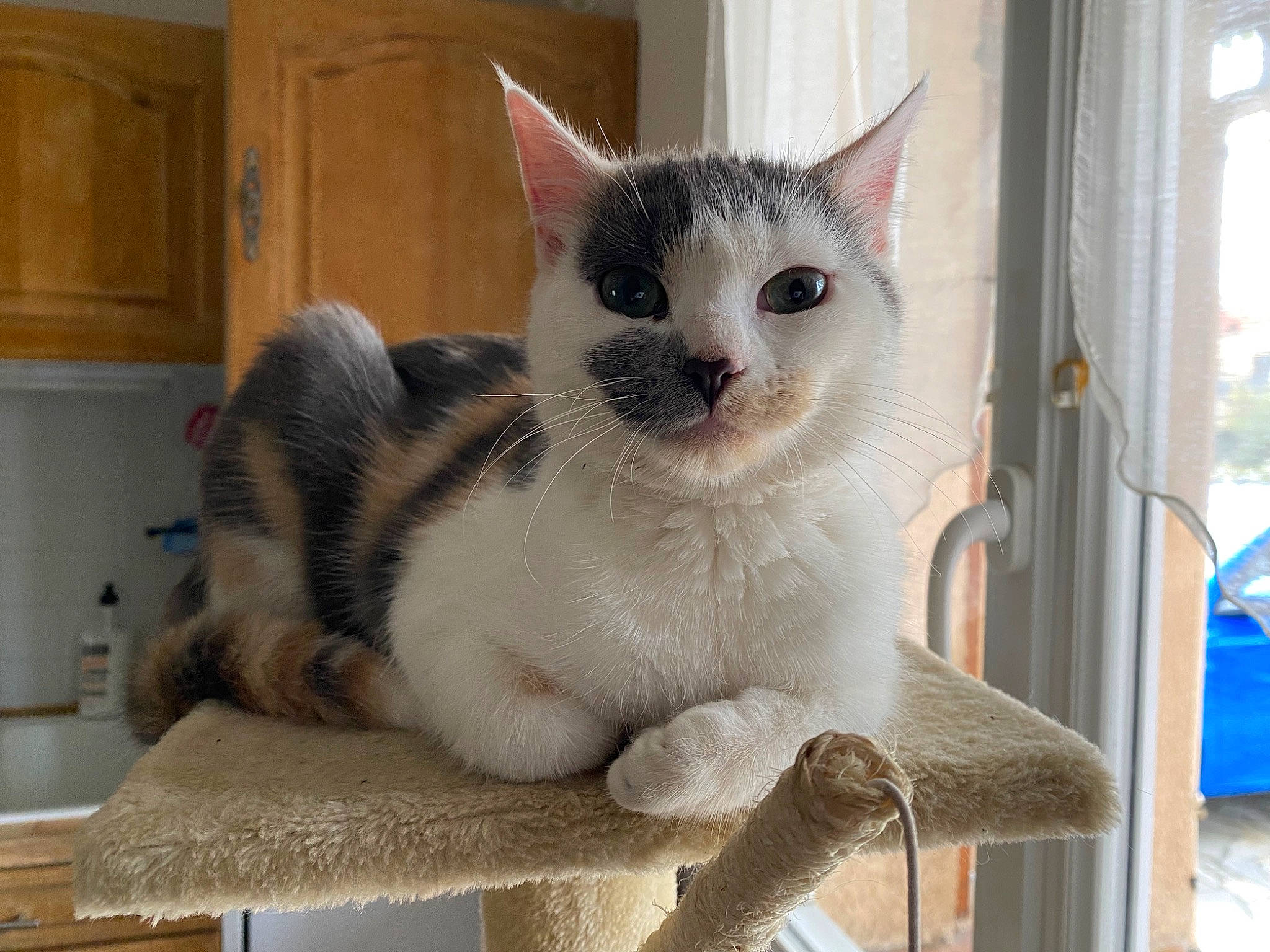 Folie participe au concours pour gagner de l'argent avec cette photo : balinese, cabinetry, carnivore, cat, cat_furniture, cat_supply, curtain, domestic_short_haired_cat, felidae, fur, kitchen_appliance, paw, pet_supply, small_to_medium_sized_cats, snout, tail, thai, whiskers, window