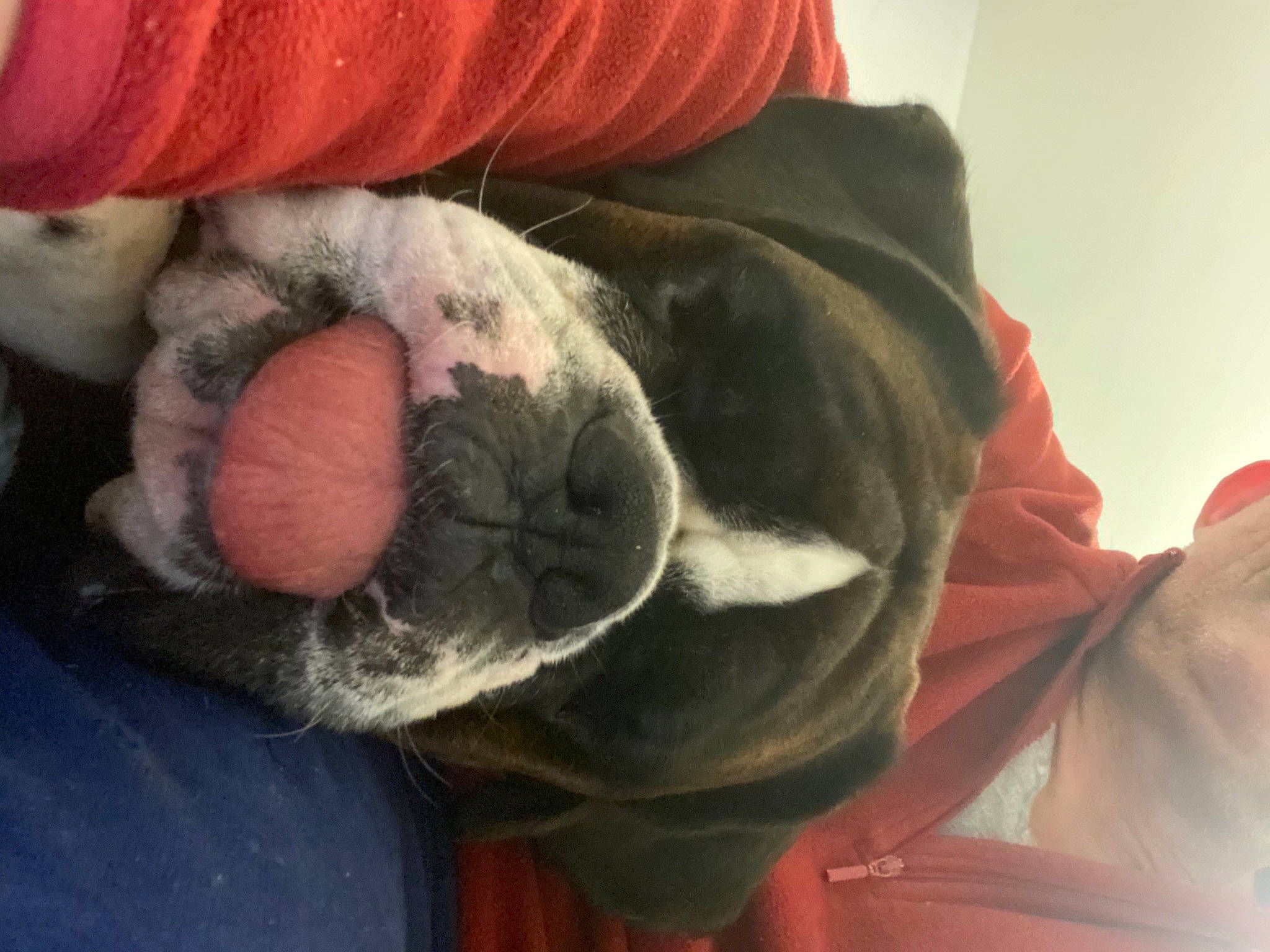 Nolken a rejoint le concours — aidez-le/la à gagner de superbes lots ! carnivore, comfort, companion_dog, dog, dog_breed, eye, fawn, hair, head, human_body, mammal, nose, orange, snout, stuffed_toy, toy, vertebrate, whiskers, wool, wrinkle