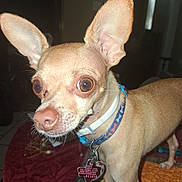 Twix is registered to the contest to win money with this photo: animal, brown, chihuahua, close_up, collar, curious, dog, domestic_animal, ears, flash, fur, indoor, pet, portrait, quilt, small_dog, standing, tag, tan, wide_eyes