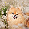 Poupette a rejoint le concours — aidez-le/la à gagner de superbes lots ! dog, pomeranian, smiling, tongue_out, fluffy, grass, flowers, outdoor, nature, field, happy, cute, pet, animal, fur, small_dog, sunlight, portrait, shallow_depth_of_field, greenery