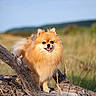 Poupette participe au concours pour gagner de l'argent avec cette photo : dog, pomeranian, animal, pet, fluffy, outdoor, field, grass, log, nature, sunlight, happy, tongue_out, small_dog, canine, brown, fur, smile, sky, daylight