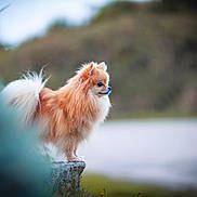 Poupette a rejoint le concours — aidez-le/la à gagner de superbes lots ! dog, pomeranian, fluffy, animal, pet, outdoor, rock, nature, fur, small_dog, side_view, mammal, canine, portrait, standing, cute, watching, calm, background_blur, daylight