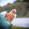 dog, pomeranian, fluffy, animal, pet, outdoor, rock, nature, fur, small_dog, side_view, mammal, canine, portrait, standing, cute, watching, calm, background_blur, daylight