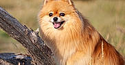 Poupette participe au concours pour gagner de l'argent avec cette photo : dog, pomeranian, animal, pet, outdoor, nature, grass, log, fur, happy, tongue, sunlight, smiling, mammal, canine, field, blue_sky, tree_bark, small_dog, playful