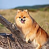 dog, pomeranian, animal, pet, outdoor, nature, grass, log, fur, happy, tongue, sunlight, smiling, mammal, canine, field, blue_sky, tree_bark, small_dog, playful