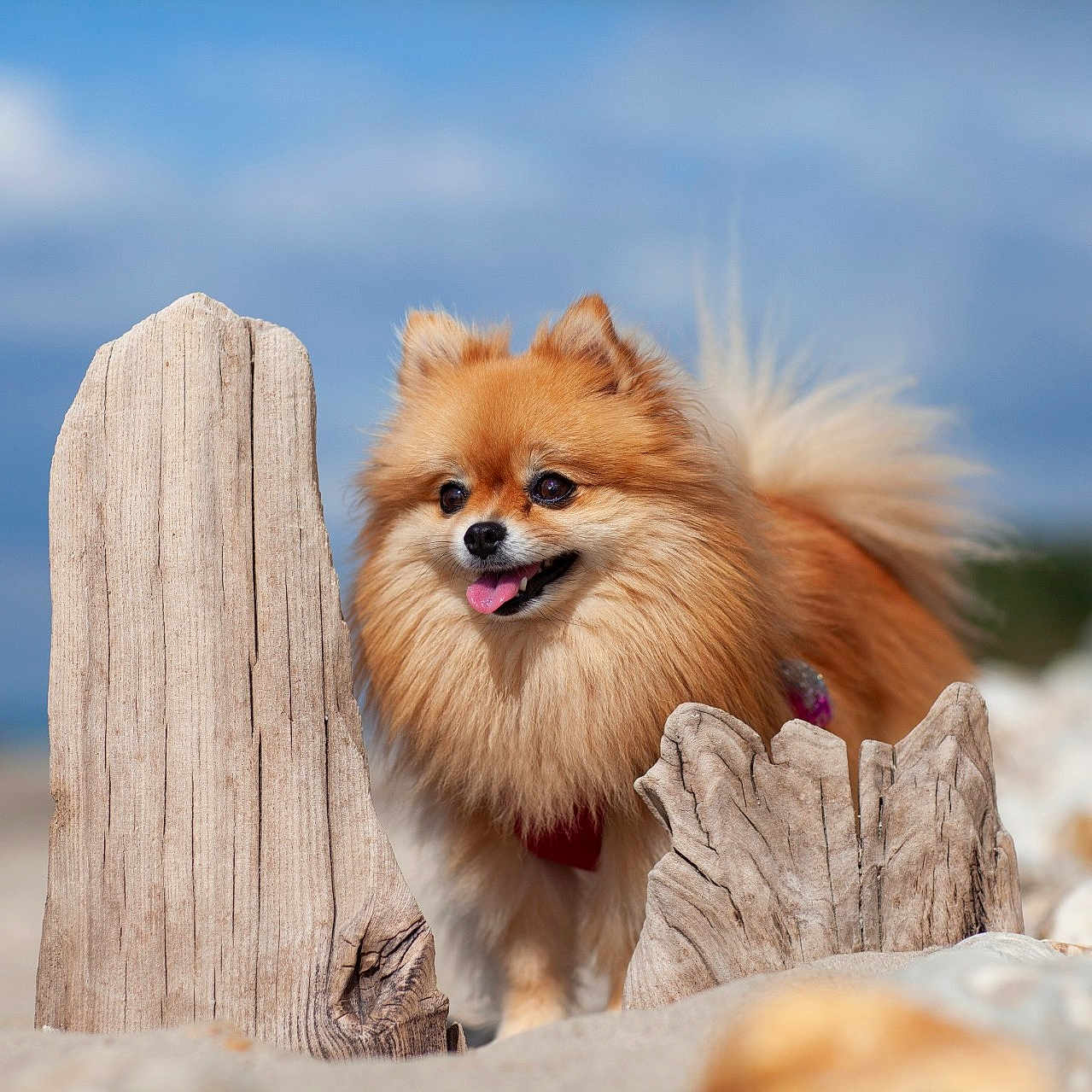 Poupette a rejoint le concours — aidez-le/la à gagner de superbes lots ! dog, pomeranian, animal, pet, beach, sand, wood, outdoor, sky, clouds, happy, fluffy, fur, nature, portrait, small_dog, tongue_out, wooden_posts, sunlight, cute