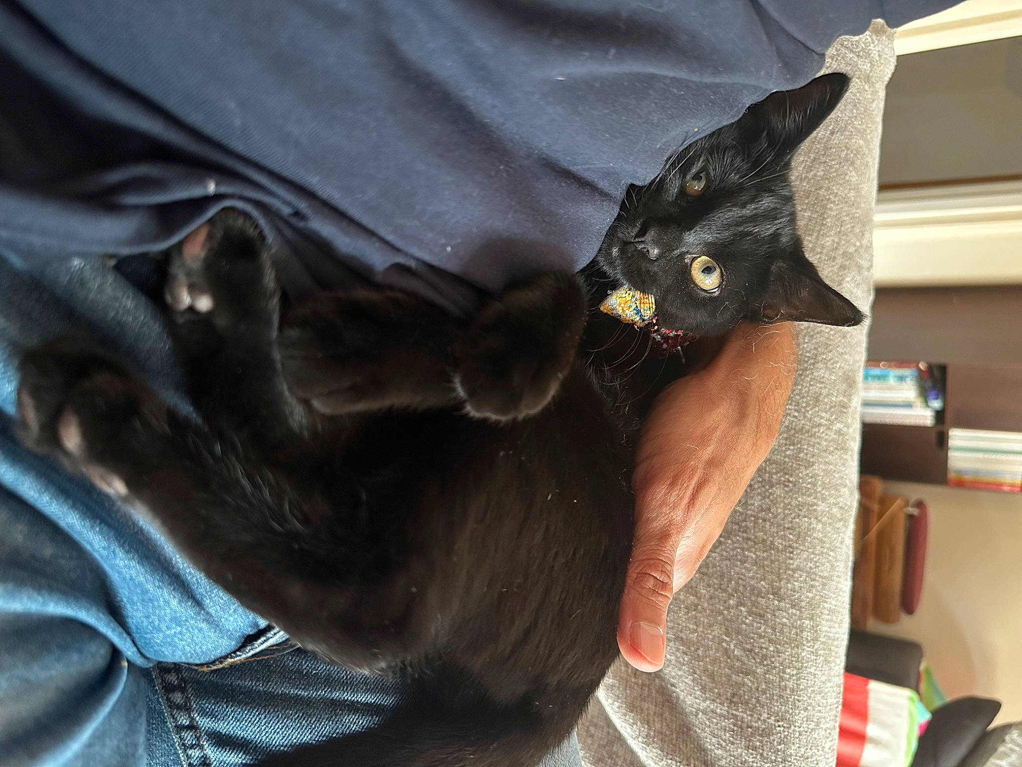 Luna joined the competition — help win amazing prizes! black_cat, canidae, carnivore, cat, claw, comfort, dog_breed, domestic_short_haired_cat, ear, felidae, fur, gesture, guard_dog, human_leg, paw, shelf, small_to_medium_sized_cats, tail, whiskers