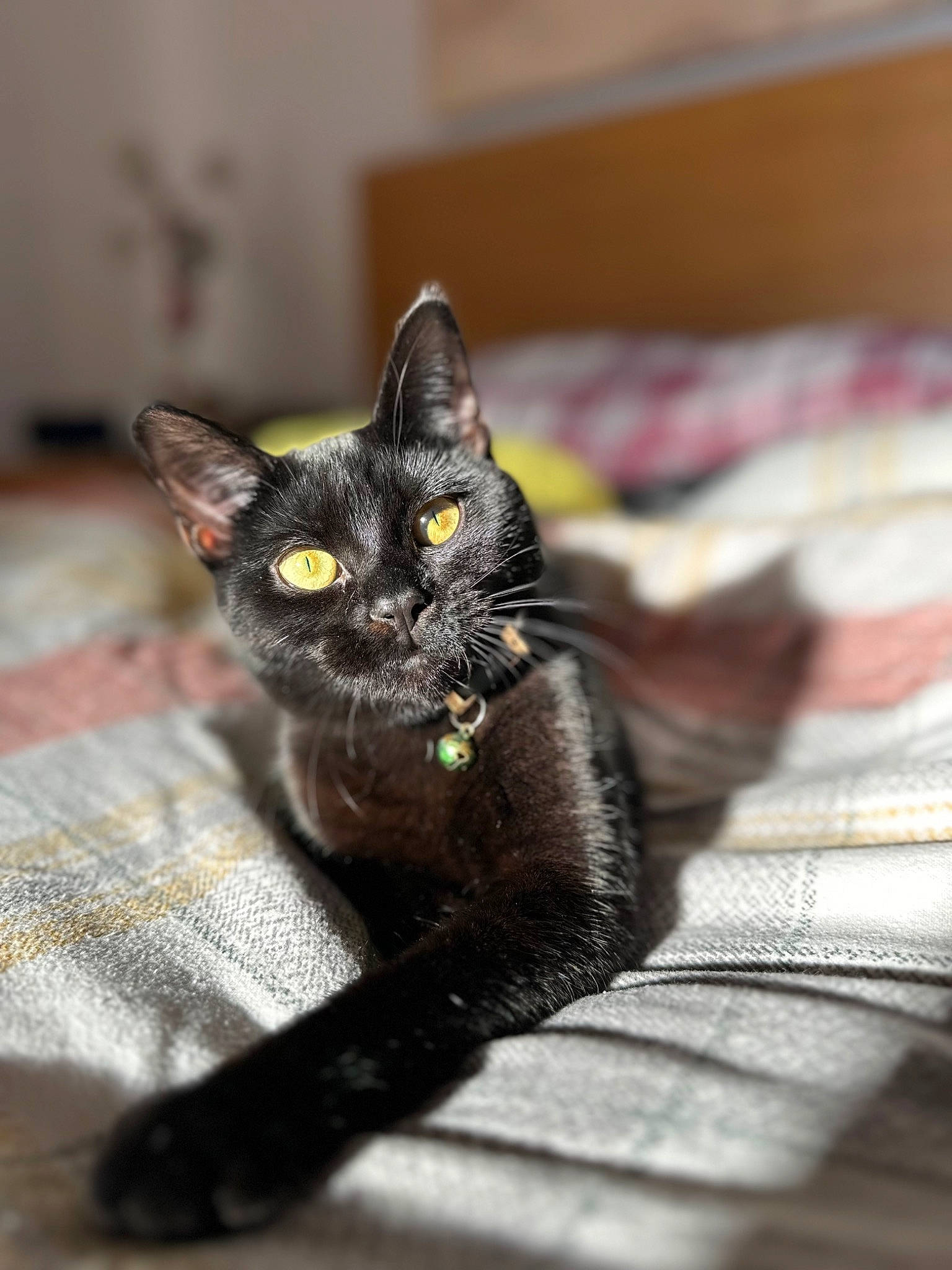 Luna is registered to the contest to win money with this photo: black_cat, bombay, carnivore, cat, claw, domestic_short_haired_cat, eye, felidae, flooring, fur, grey, havana_brown, paw, sitting, small_to_medium_sized_cats, snout, tail, terrestrial_animal, whiskers, wood