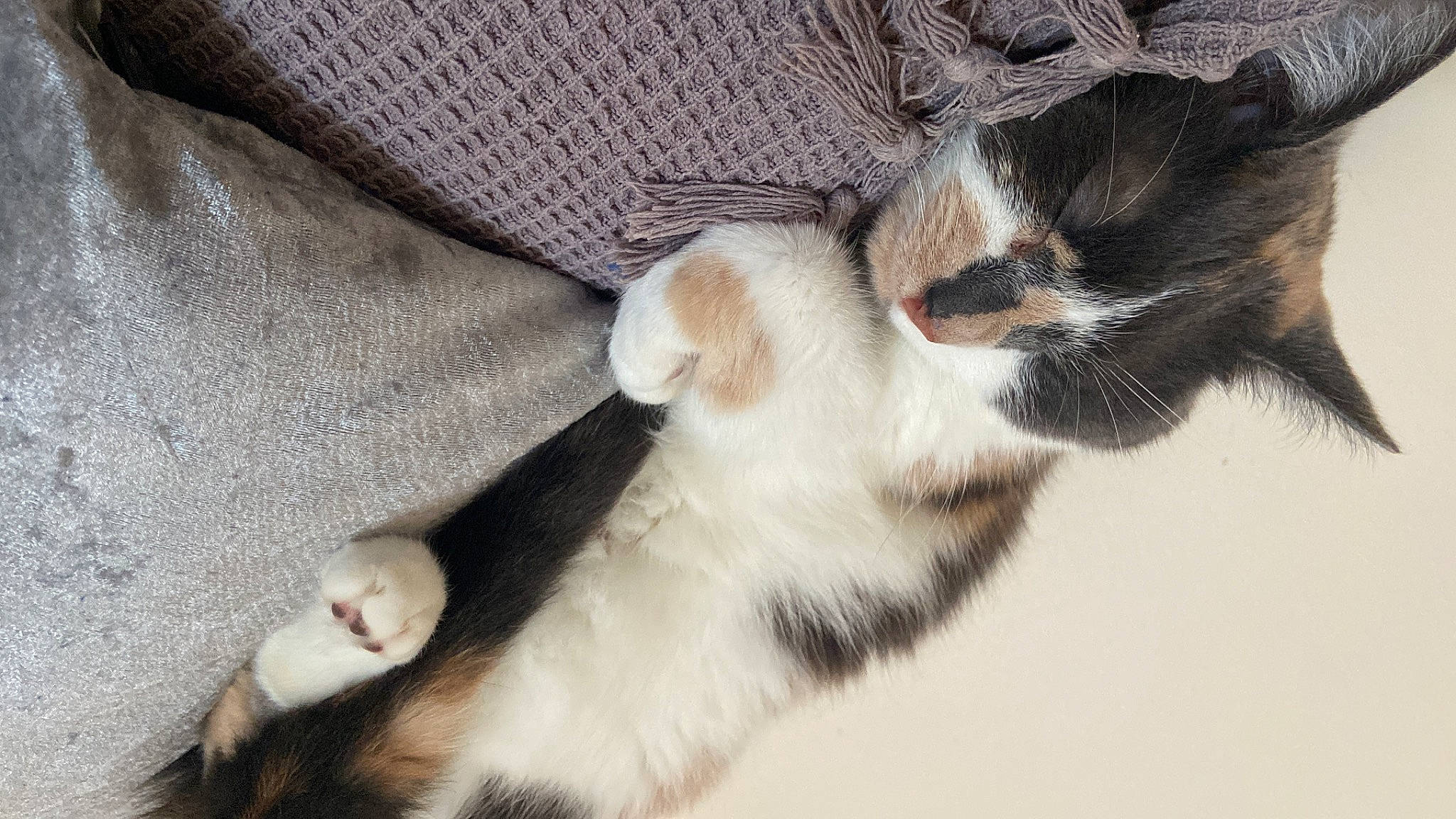 Lola is registered to the contest to win money with this photo: carnivore, cat, claw, comfort, dog_breed, domestic_short_haired_cat, felidae, foot, fur, gesture, nail, paw, small_to_medium_sized_cats, tail, terrestrial_animal, whiskers