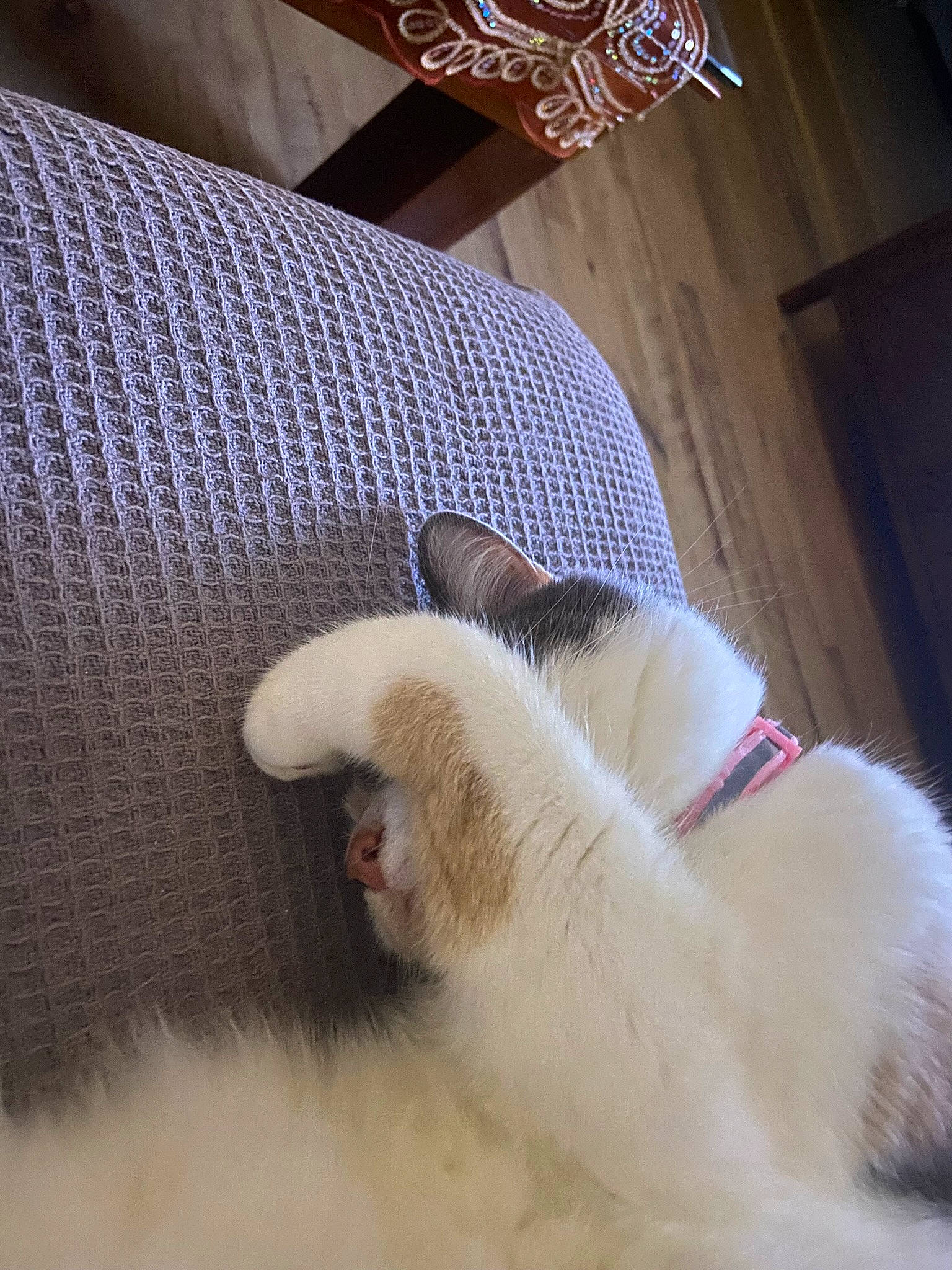 Lola joined the competition — help win amazing prizes! canidae, carnivore, cat, claw, comfort, companion_dog, couch, dog_breed, domestic_short_haired_cat, felidae, foot, fur, human_leg, linens, nap, paw, small_to_medium_sized_cats, sporting_group, tail, whiskers