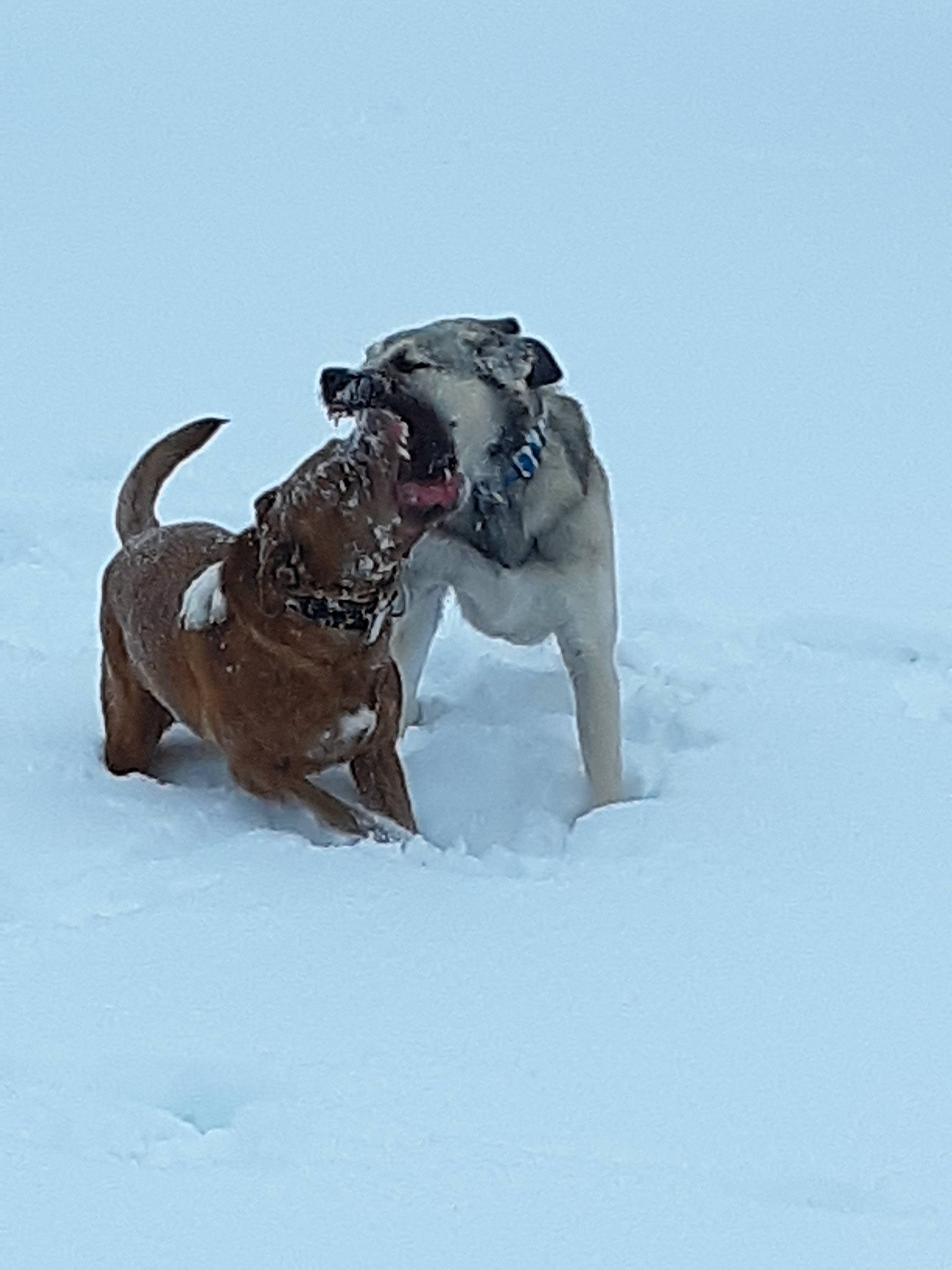 Droolia is registered to the contest to win money with this photo: american_bulldog, american_pit_bull_terrier, bulldog, canidae, carnivore, dog, dog_breed, non_sporting_group, old_english_bulldog, olde_english_bulldogge, renascence_bulldogge, snow, sporting_group, winter