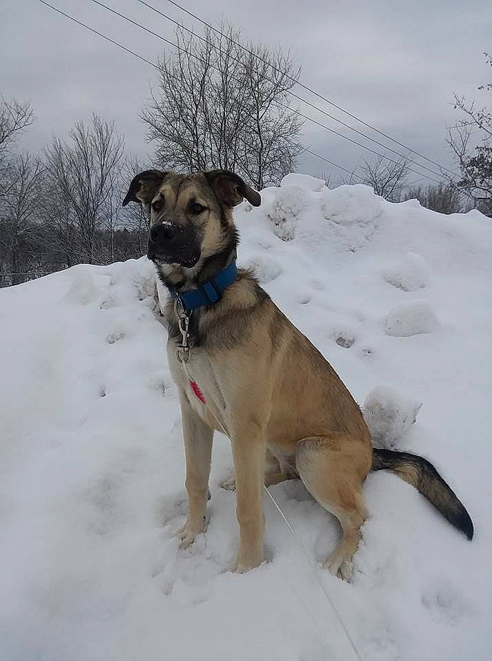 Droolia joined the competition — help win amazing prizes! anatolian_shepherd_dog, black_mouth_cur, canidae, carnivore, dog, dog_breed, fawn, kangal_dog, mammal, potcake_dog, snout, snow, sporting_group, vertebrate, winter