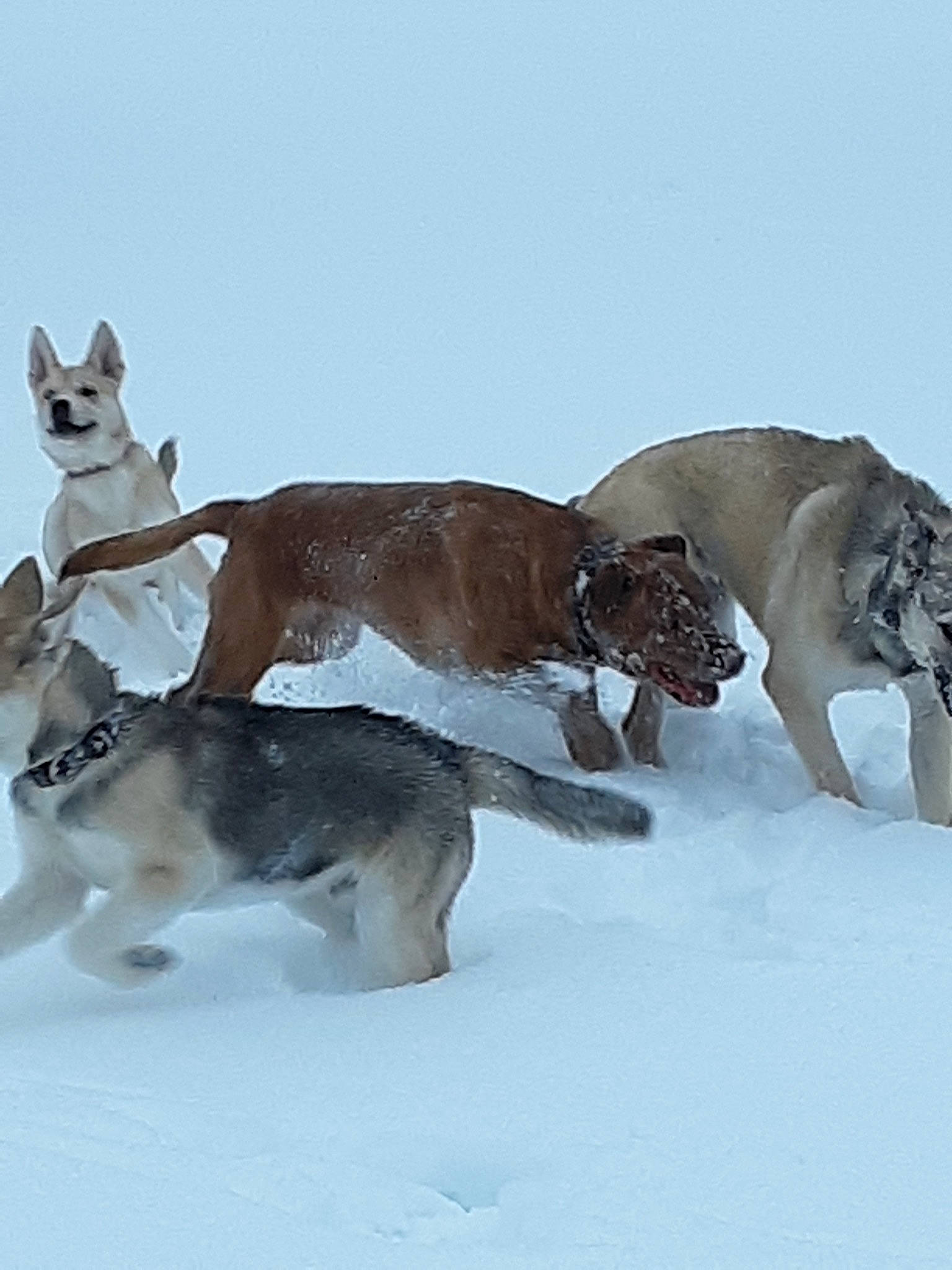 Droolia joined the competition — help win amazing prizes! canidae, carnivore, dog, dog_breed, great_dane, mammal, northern_inuit_dog, siberian_husky, sled_dog, snow, sporting_group, whippet, winter, wolfdog
