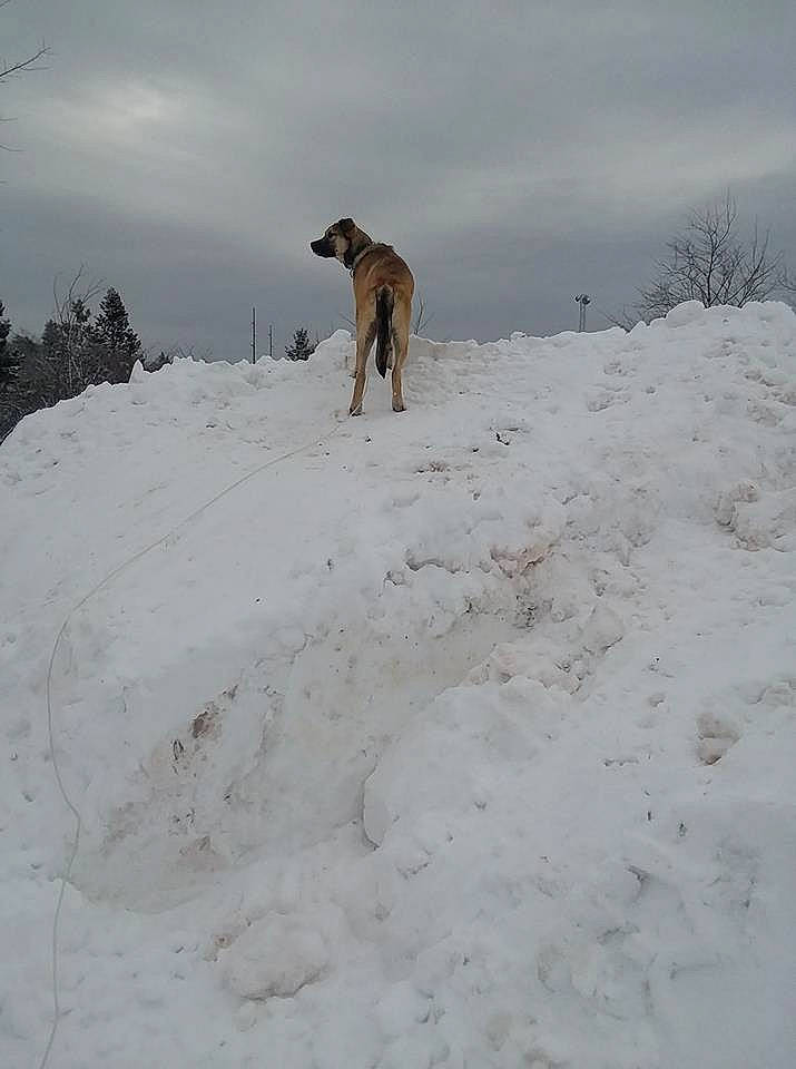 Droolia joined the competition — help win amazing prizes! blizzard, canidae, carnivore, dog, dog_breed, fawn, freezing, geological_phenomenon, guard_dog, hound, hunting_dog, lurcher, snow, sporting_group, whippet, winter, winter_storm