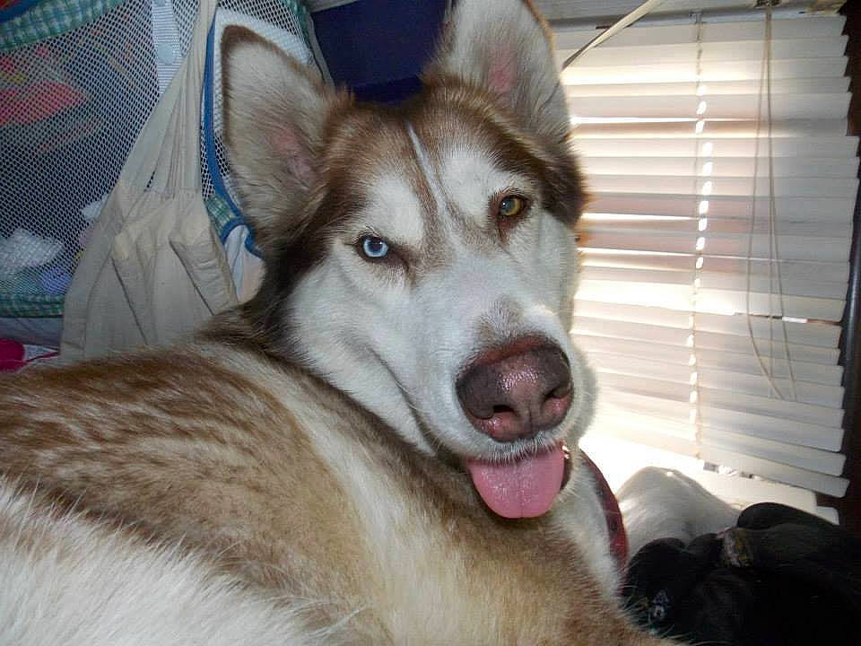 Kira is registered to the contest to win money with this photo: canadian_eskimo_dog, canidae, carnivore, czechoslovakian_wolfdog, dog, dog_breed, east_siberian_laika, labrador_husky, mammal, native_american_indian_dog, northern_inuit_dog, saarloos_wolfdog, sakhalin_husky, seppala_siberian_sleddog, siberian_husky, sled_dog, snout, tamaskan_dog, vertebrate, wolfdog