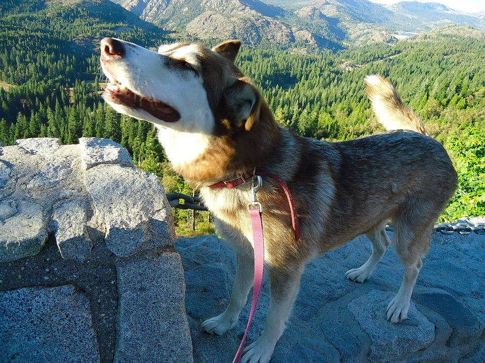 Kira is registered to the contest to win money with this photo: canidae, carnivore, dog, dog_breed, east_siberian_laika, mammal, rare_breed_dog, seppala_siberian_sleddog, sporting_group, vertebrate