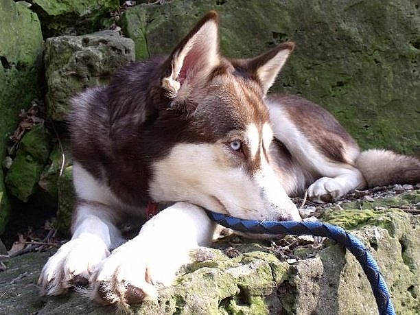 Kira joined the competition — help win amazing prizes! canadian_eskimo_dog, canidae, canis, carnivore, czechoslovakian_wolfdog, dog, dog_breed, east_siberian_laika, kunming_wolfdog, mammal, native_american_indian_dog, northern_inuit_dog, saarloos_wolfdog, seppala_siberian_sleddog, siberian_husky, sled_dog, tamaskan_dog, vertebrate, west_siberian_laika, wolfdog