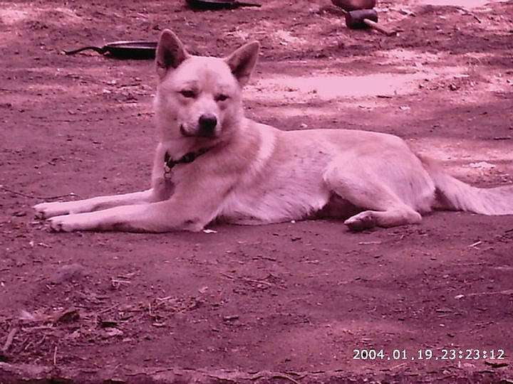 Neiko is registered to the contest to win money with this photo: ancient_dog_breeds, berger_blanc_suisse, canaan_dog, canidae, carnivore, carolina_dog, dog, dog_breed, greenland_dog, kintamani, korean_jindo_dog, mammal, norwegian_buhund, pariah_dog, pungsan_dog, street_dog, vertebrate, white_shepherd