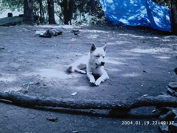 Neiko is registered to the contest to win money with this photo: canidae, carnivore, dog, laika, non_sporting_group, road, siberian_husky, street_dog, tail, tree