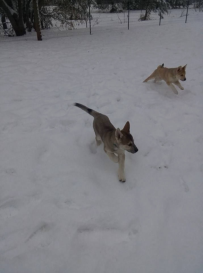 Dagmar is registered to the contest to win money with this photo: canidae, carnivore, czechoslovakian_wolfdog, dog, dog_breed, fawn, saarloos_wolfdog, siberian_husky, snow, tail, tamaskan_dog, winter, wolfdog, working_dog
