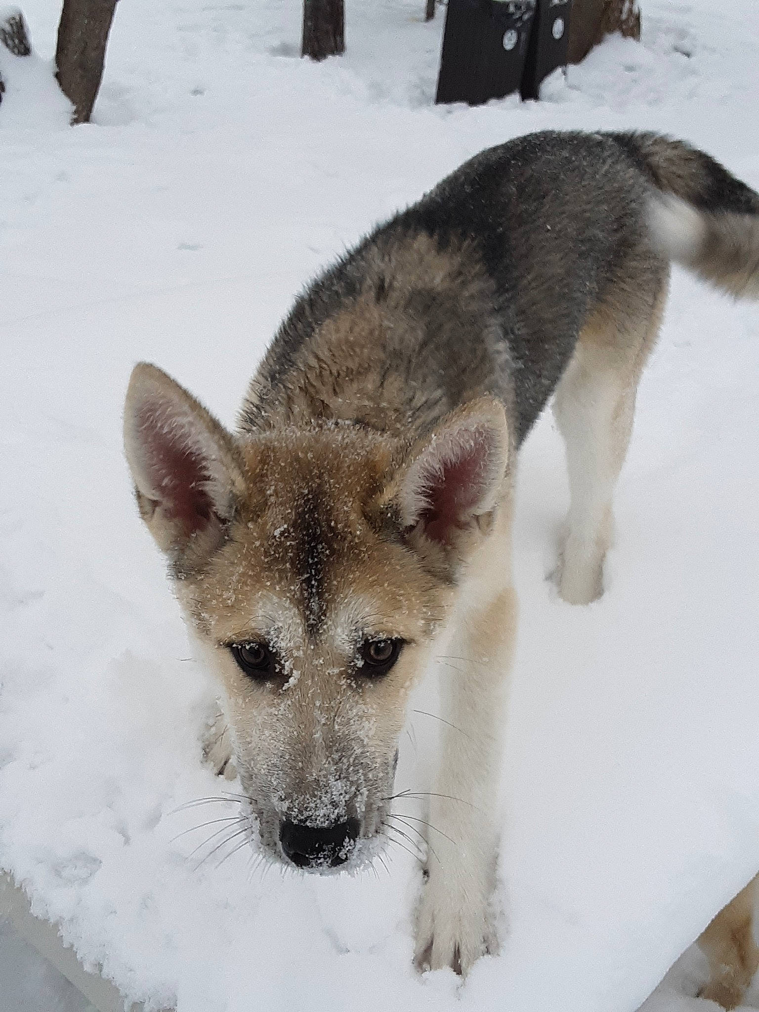 Dagmar is registered to the contest to win money with this photo: canadian_eskimo_dog, canidae, carnivore, czechoslovakian_wolfdog, dog, dog_breed, east_siberian_laika, greenland_dog, jamthund, mammal, native_american_indian_dog, northern_inuit_dog, norwegian_elkhound, saarloos_wolfdog, seppala_siberian_sleddog, siberian_husky, snow, tamaskan_dog, vertebrate, wolfdog