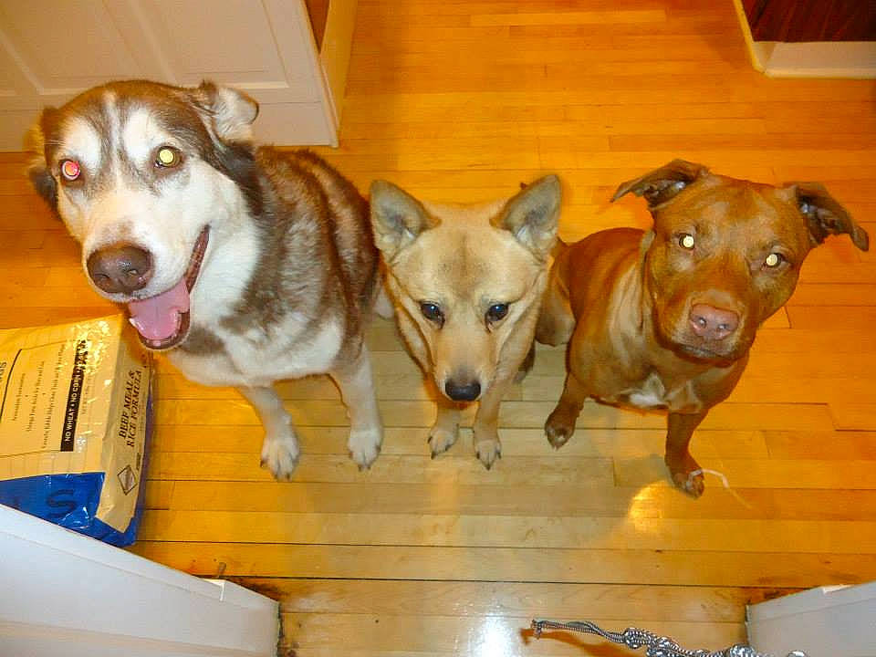 Agatha is registered to the contest to win money with this photo: american_pit_bull_terrier, canidae, carnivore, companion_dog, dog, dog_breed, fawn, mammal, non_sporting_group, rare_breed_dog, snout, sporting_group, vertebrate