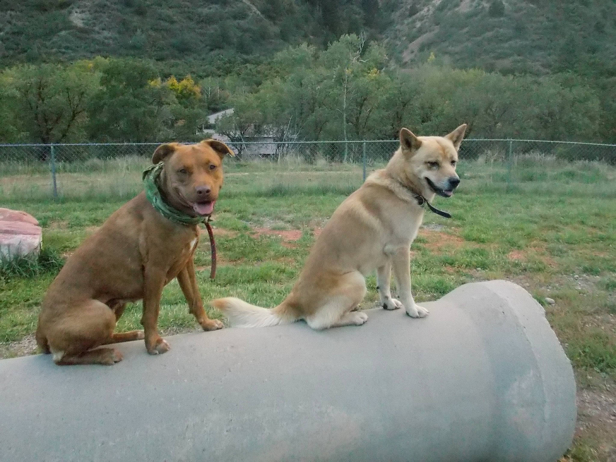 Agatha is registered to the contest to win money with this photo: black_mouth_cur, canidae, carnivore, carolina_dog, dog, dog_breed, fawn, mammal, pariah_dog, rare_breed_dog, sporting_group, street_dog, vertebrate