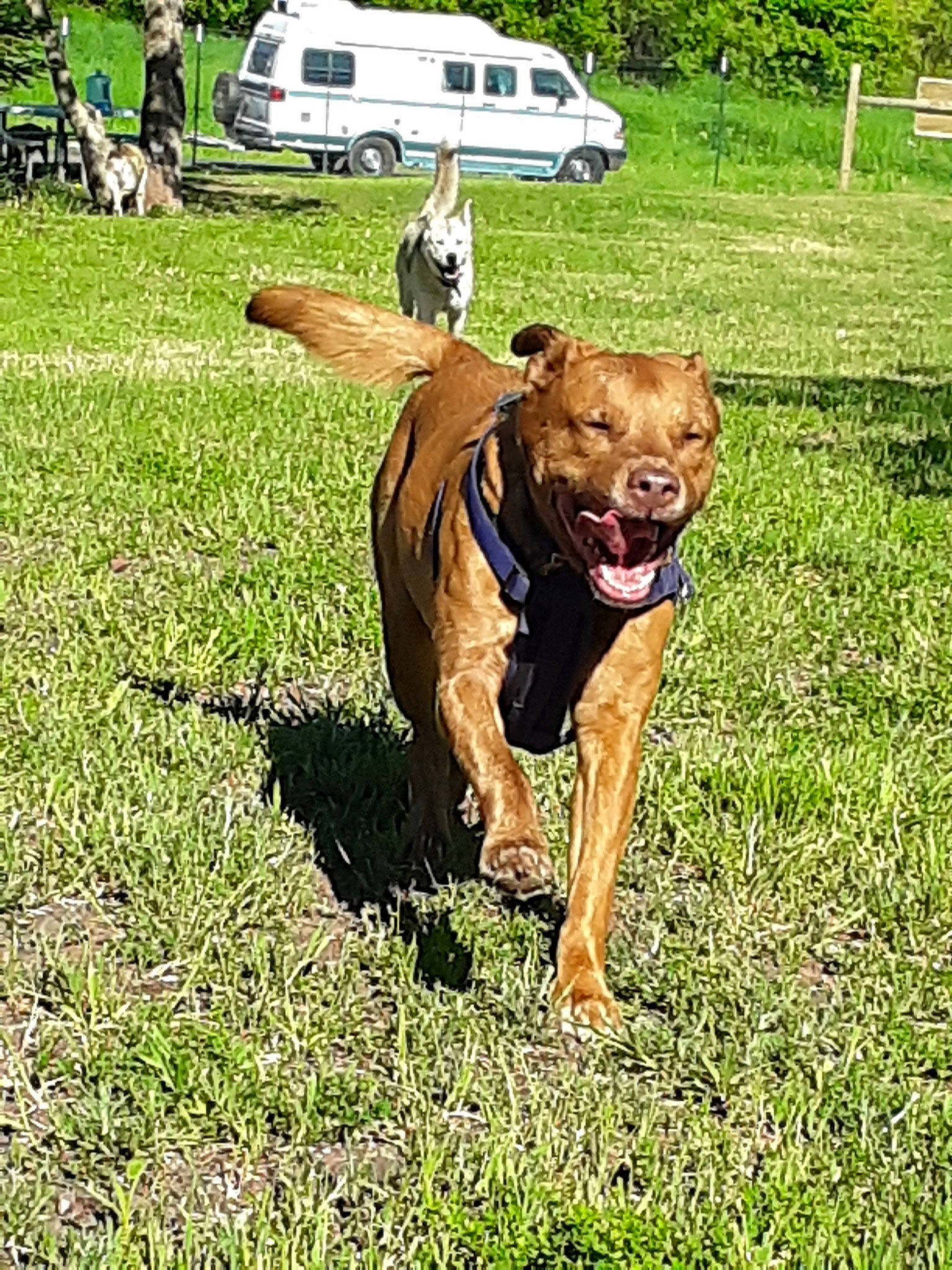 Agatha is registered to the contest to win money with this photo: american_pit_bull_terrier, american_staffordshire_terrier, canidae, carnivore, dog, dog_breed, fawn, grass, mammal, non_sporting_group, perro_de_presa_mallorquin, pit_bull, sporting_group, tosa, vertebrate