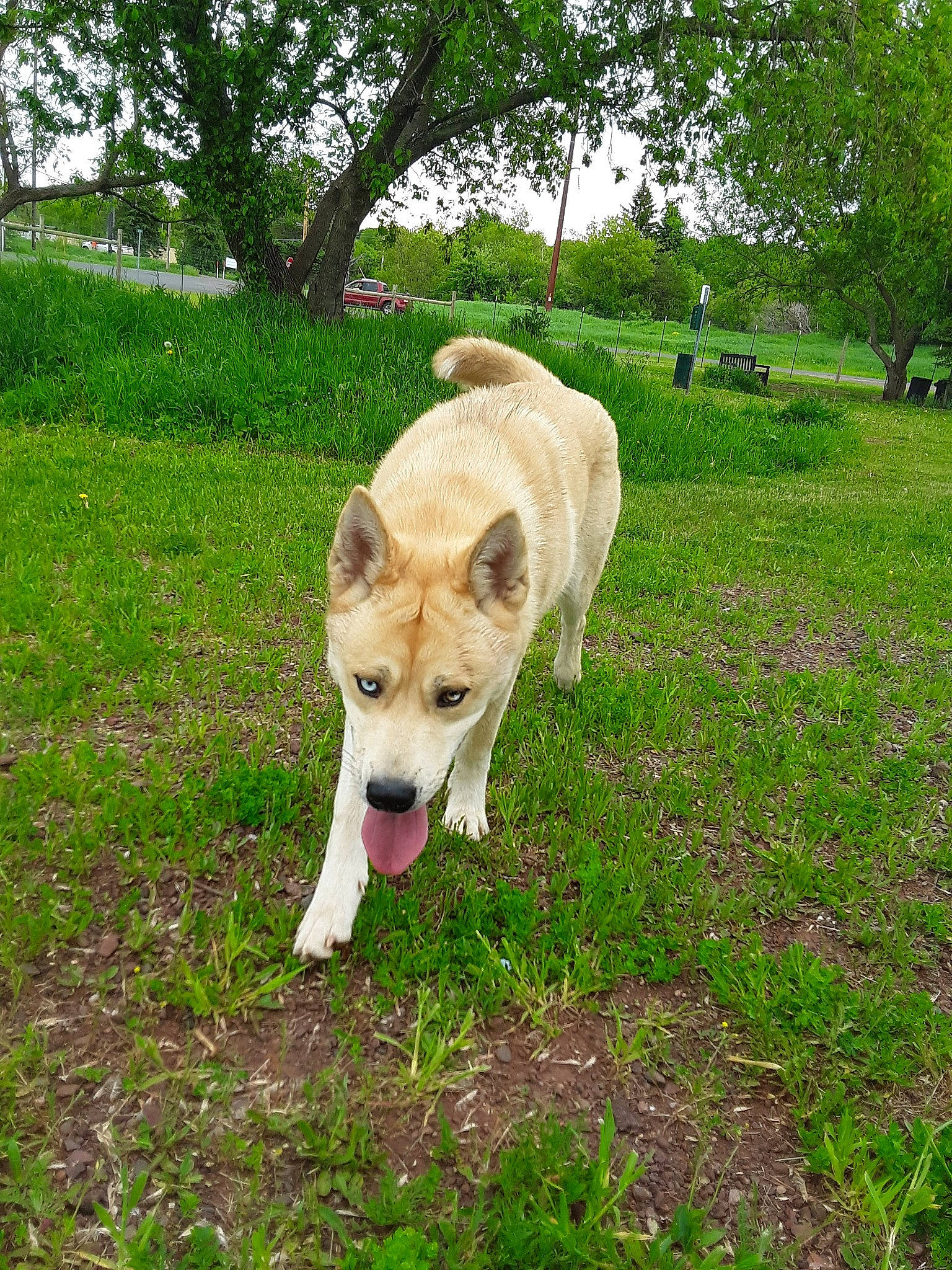 Oberon joined the competition — help win amazing prizes! akita, akita_inu, canaan_dog, canidae, carnivore, carolina_dog, companion_dog, dingo, dog, dog_breed, fawn, hokkaido, korean_jindo_dog, mammal, norwegian_buhund, pariah_dog, shiba_inu, sporting_group, tree, vertebrate