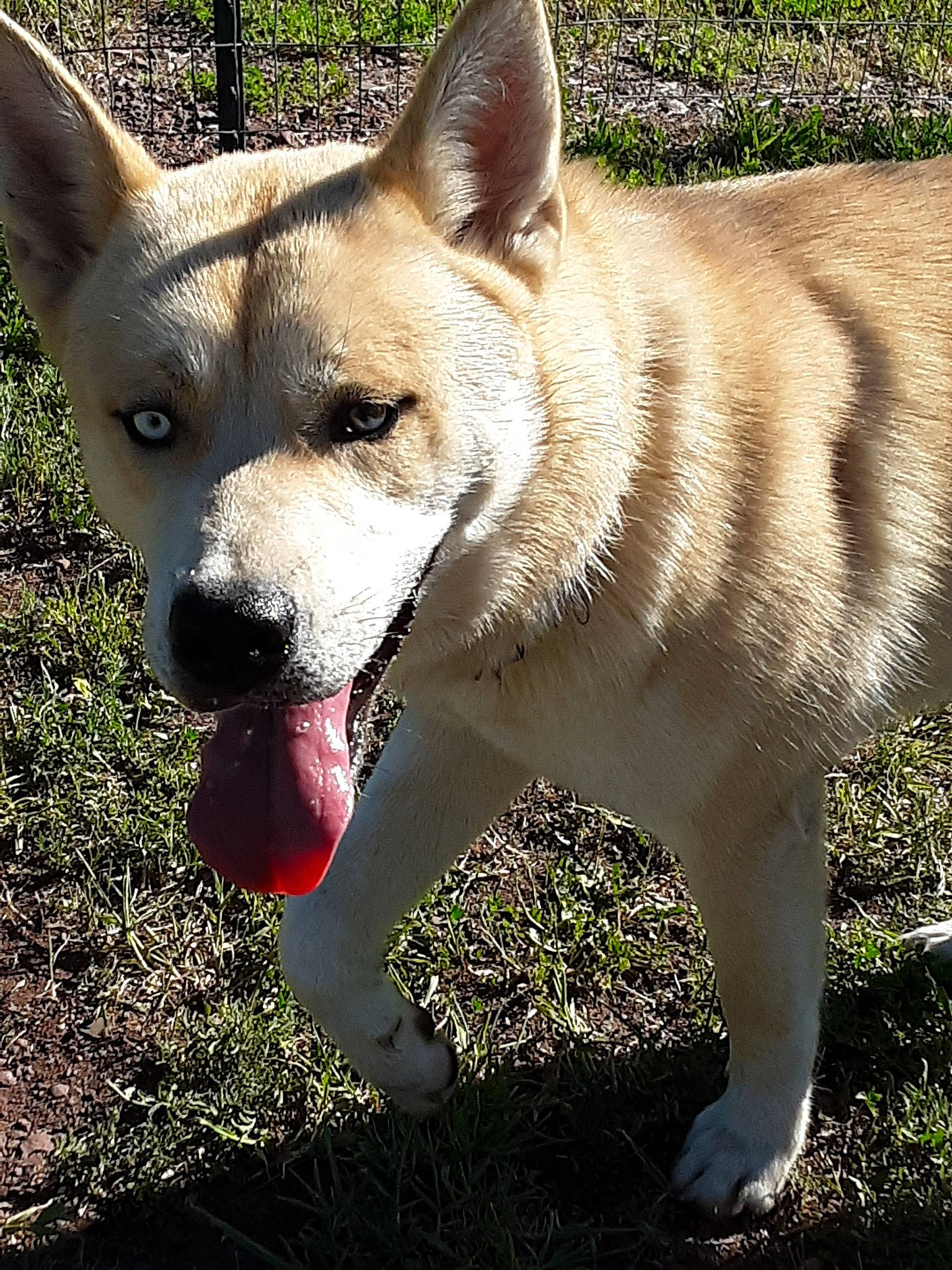 Oberon joined the competition — help win amazing prizes! akita, ancient_dog_breeds, canaan_dog, canidae, carnivore, carolina_dog, czechoslovakian_wolfdog, dog, dog_breed, hokkaido, kishu, korean_jindo_dog, mammal, norwegian_buhund, pungsan_dog, saarloos_wolfdog, shikoku, snout, tamaskan_dog, vertebrate