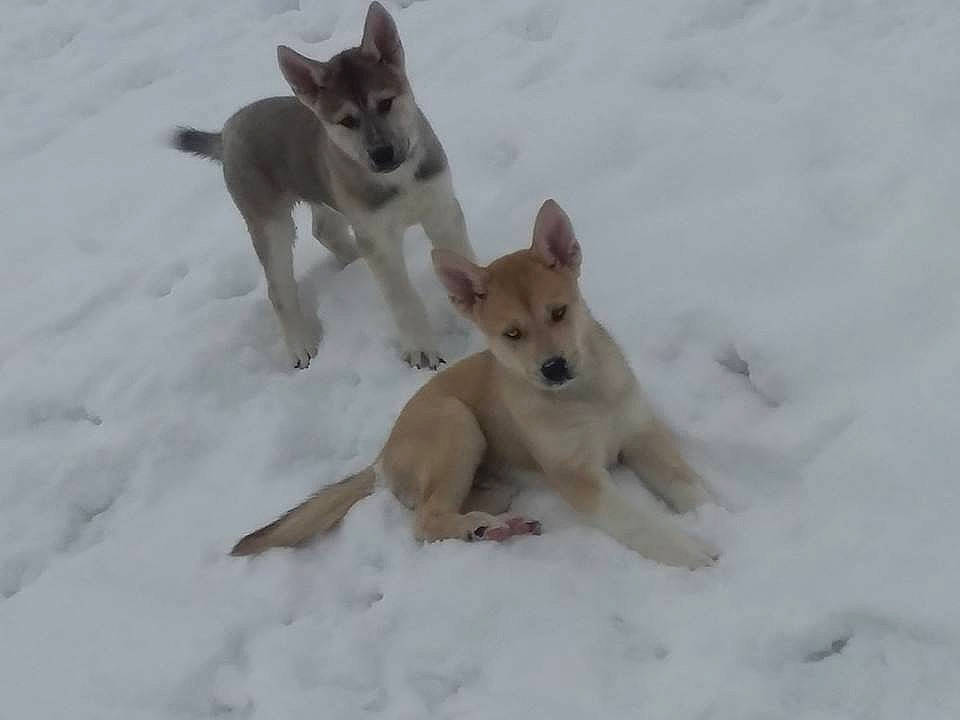 Oberon is registered to the contest to win money with this photo: canaan_dog, canidae, carnivore, carolina_dog, dog, dog_breed, east_siberian_laika, fawn, greenland_dog, korean_jindo_dog, labrador_husky, mammal, non_sporting_group, norwegian_buhund, pariah_dog, rare_breed_dog, snow, tamaskan_dog, vertebrate, working_dog