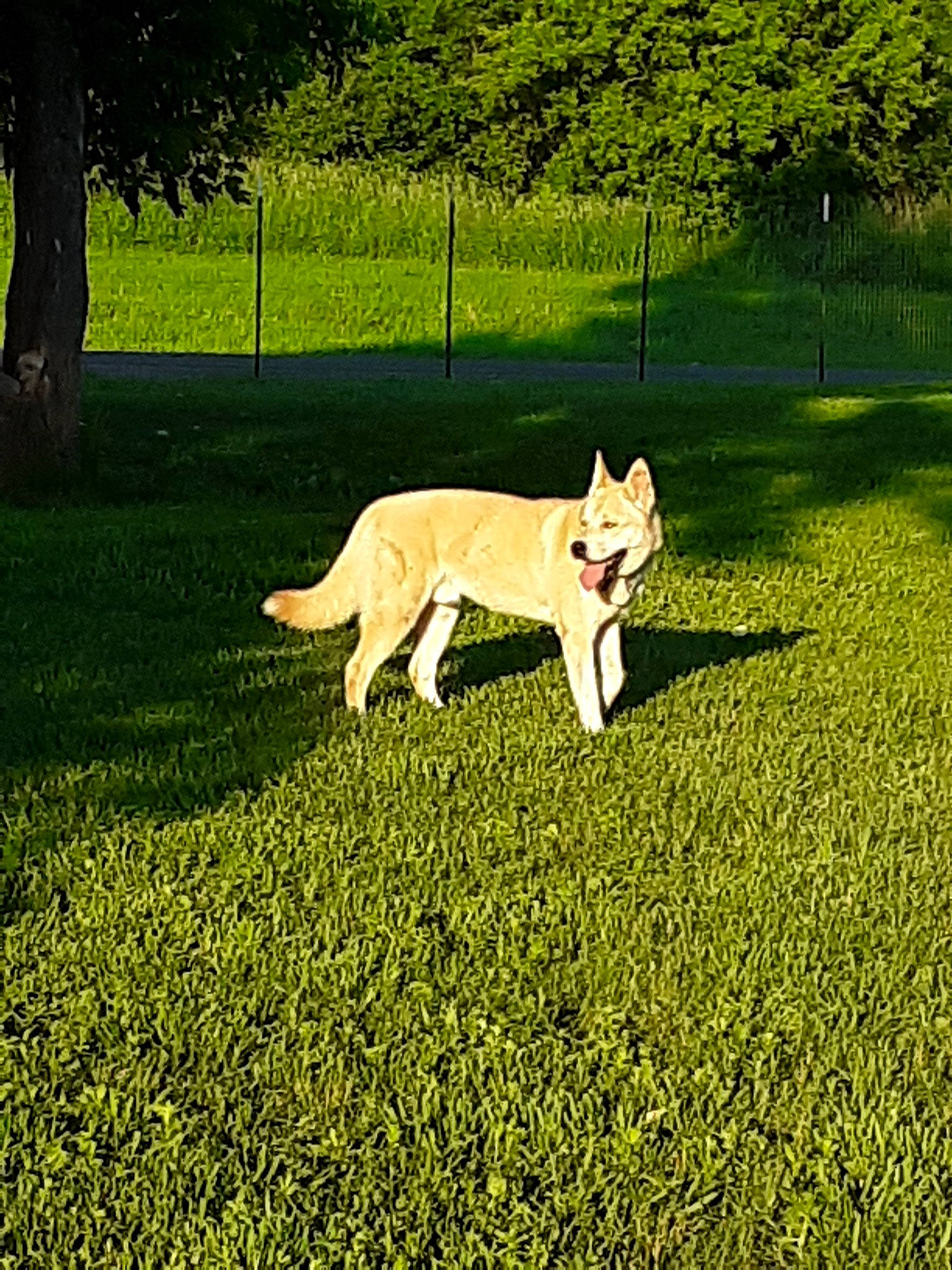 Oberon is registered to the contest to win money with this photo: berger_blanc_suisse, canidae, carnivore, dog, dog_breed, grass, lawn, mammal, northern_inuit_dog, plant, saarloos_wolfdog, siberian_husky, tail, tamaskan_dog, vertebrate, white_shepherd, wolfdog