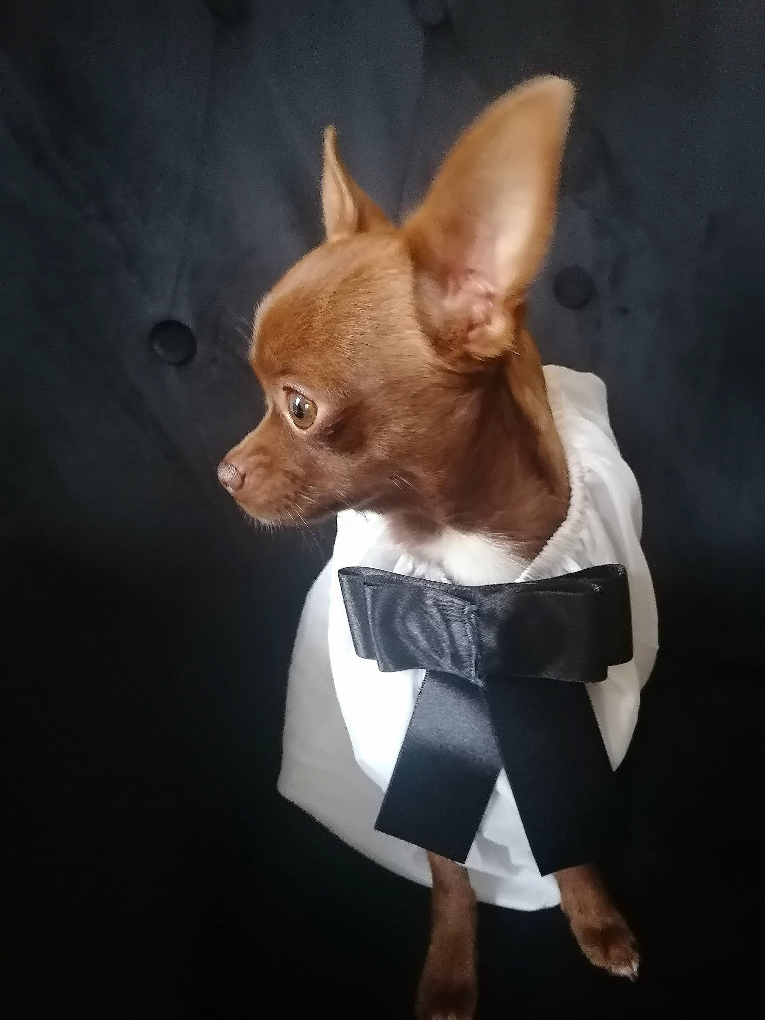 Rafi a rejoint le concours — aidez-le/la à gagner de superbes lots ! canidae, carnivore, chihuahua, companion_dog, dog, dog_breed, dog_clothes, dog_supply, ear, fawn, fictional_character, fur, snout, sporting_group, tail, terrestrial_animal, toy_dog, vertebrate, whiskers, working_animal