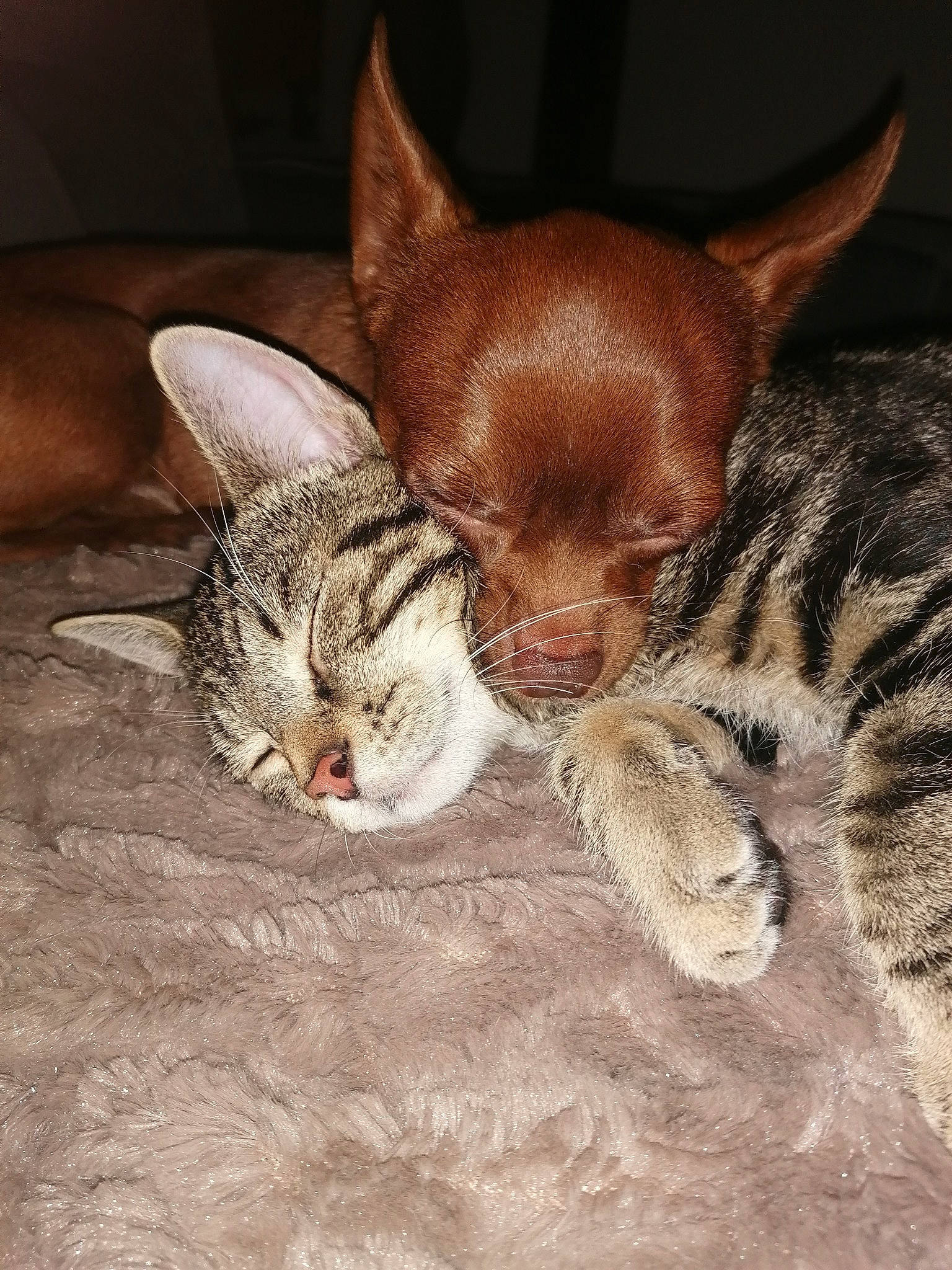 Rafi participe au concours pour gagner de l'argent avec cette photo : carnivore, cat, claw, comfort, domestic_short_haired_cat, ear, fawn, felidae, foot, fur, nap, paw, sleep, small_to_medium_sized_cats, snout, tail, terrestrial_animal, whiskers, wildlife