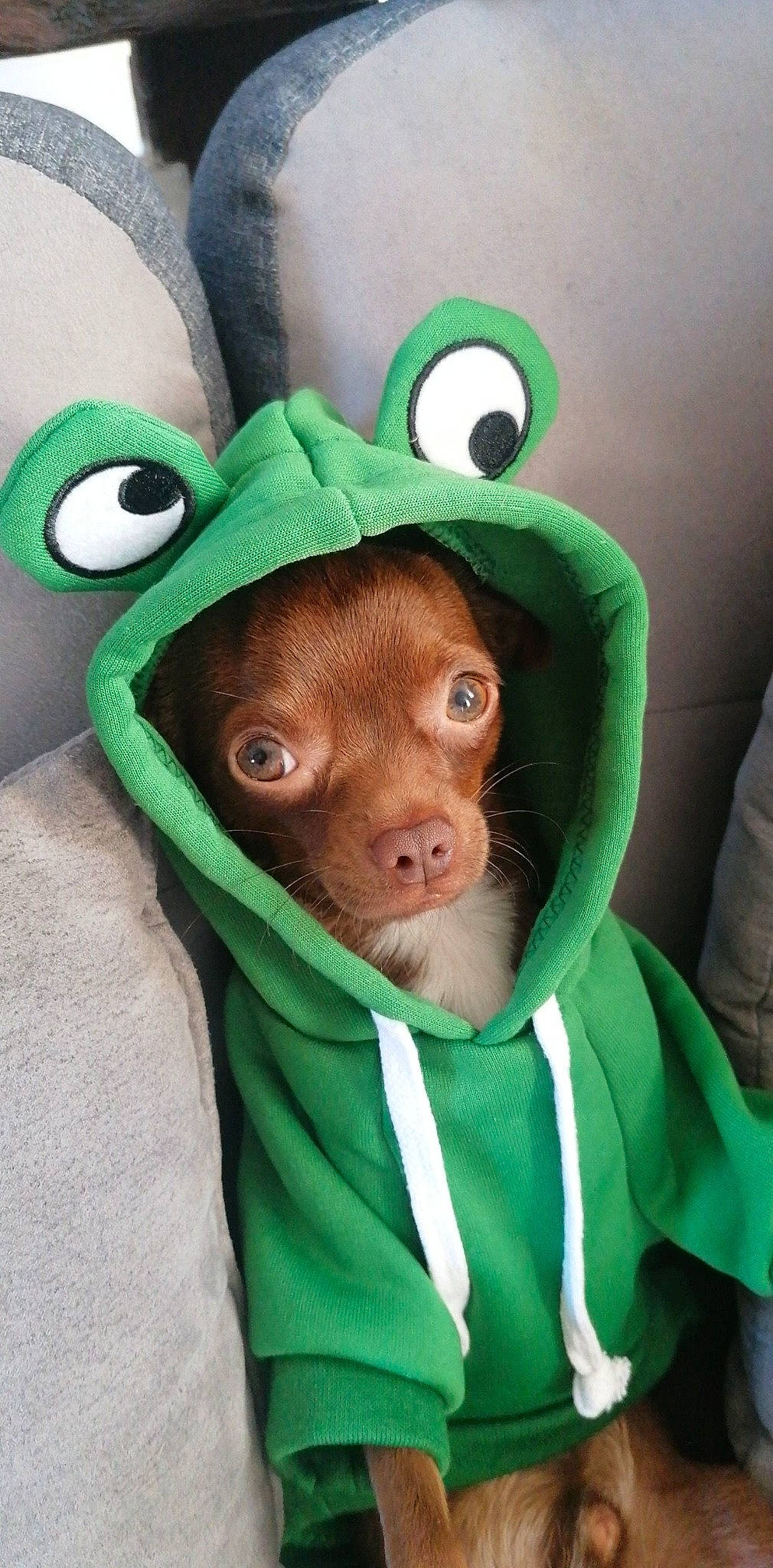 Rafi a rejoint le concours — aidez-le/la à gagner de superbes lots ! costume, eye, fawn, fictional_character, fur, green, head, headgear, holiday, liver, mask, mouth, nose, outerwear, personal_protective_equipment, sleeve, snout, terrestrial_animal, whiskers, working_animal