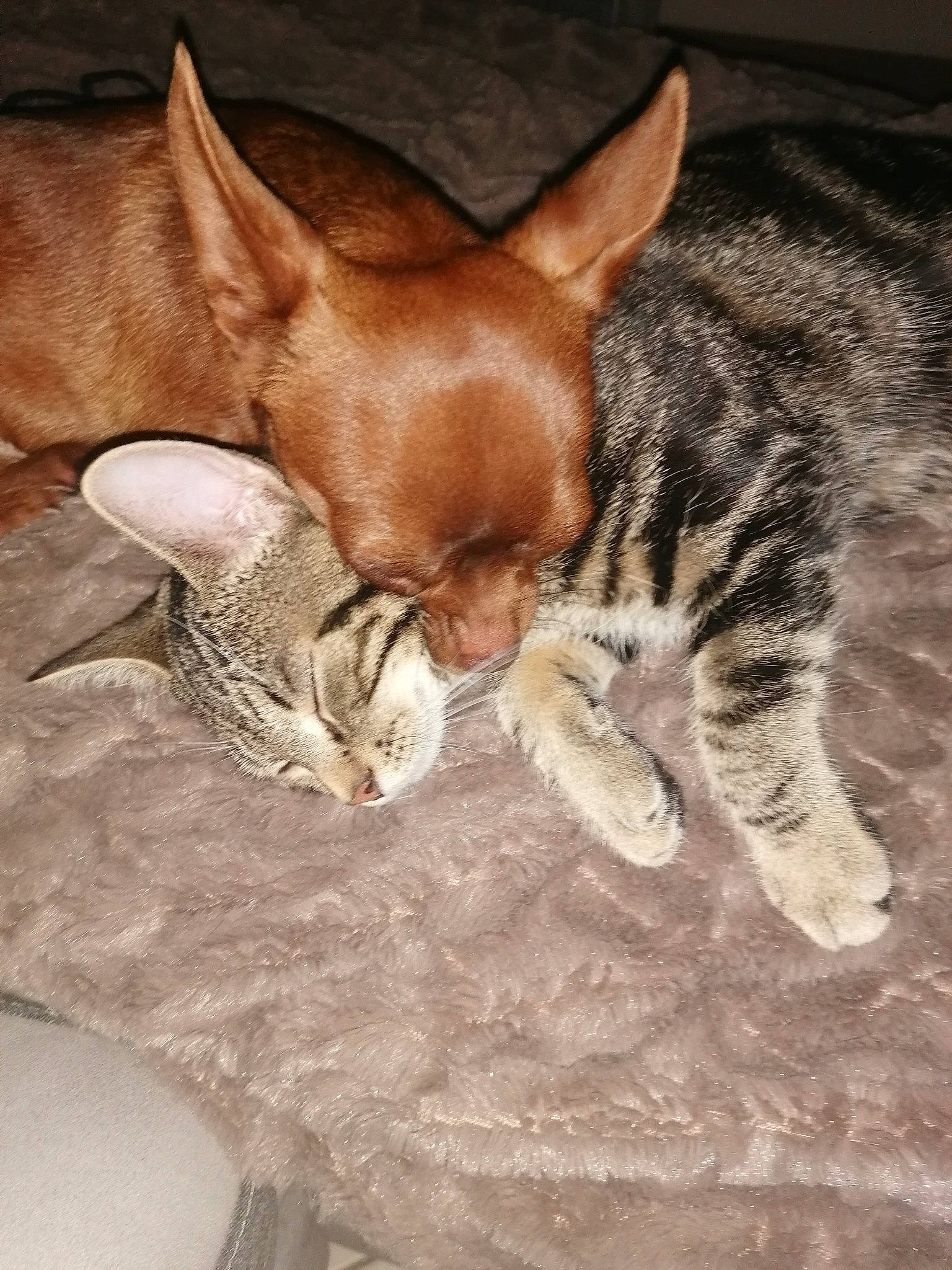 Chipie a rejoint le concours — aidez-le/la à gagner de superbes lots ! canidae, carnivore, cat, claw, comfort, companion_dog, dog_breed, domestic_short_haired_cat, fawn, felidae, fur, liver, nap, paw, small_to_medium_sized_cats, snout, tail, terrestrial_animal, whiskers, wildlife