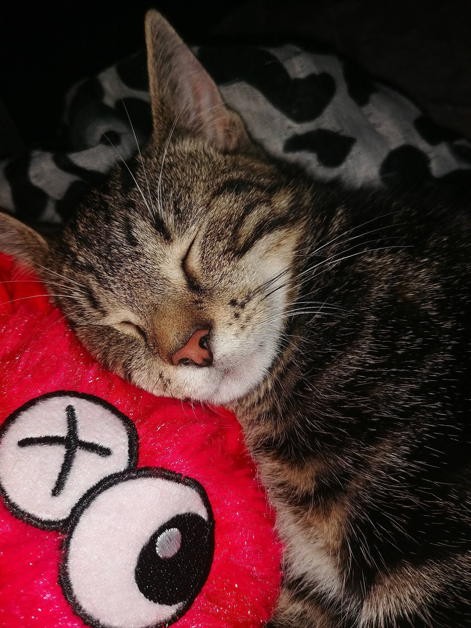 Chipie a rejoint le concours — aidez-le/la à gagner de superbes lots ! carmine, carnivore, cat, claw, close_up, comfort, domestic_short_haired_cat, felidae, fur, nap, paw, photo_caption, sleep, small_to_medium_sized_cats, snout, tail, whiskers