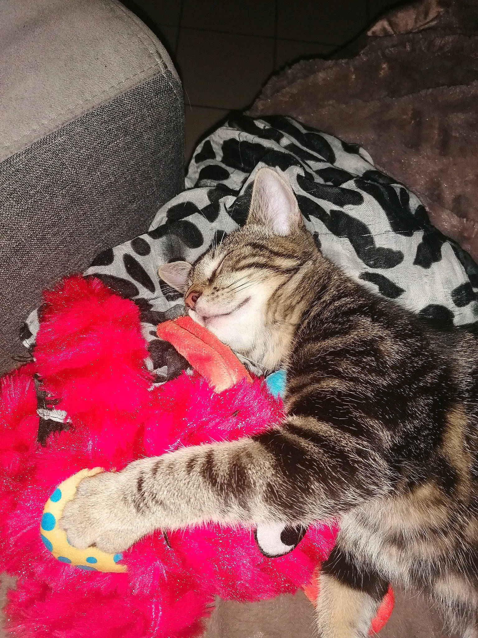 Chipie participe au concours pour gagner de l'argent avec cette photo : carnivore, cat, claw, comfort, couch, domestic_short_haired_cat, felidae, fur, grey, linens, nap, pattern, paw, small_to_medium_sized_cats, snout, tail, terrestrial_animal, whiskers