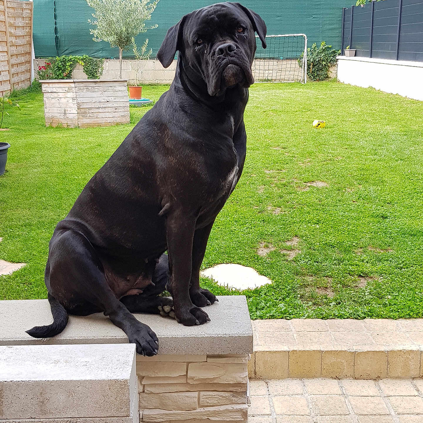 Orka