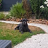 Orka participe au concours pour gagner de l'argent avec cette photo : dog, mastiff, black_dog, pet, animal, sitting, lying_down, portrait, garden, backyard, grass, gravel, rocks, plants, flowers, palm_plants, fence, outdoor, landscape, serious_expression