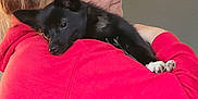 Koda is registered to the contest to win money with this photo: affection, animal, black_dog, casual_clothing, comfort, dog, face, head, hug, human, indoor, love, paw, pet, portrait, red_hoodie, relaxation, small_dog, warmth, woman