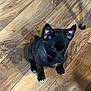 Koda is registered to the contest to win money with this photo: puppy, dog, black_dog, small_dog, wooden_floor, indoor, pet, cute, animal, sitting, young_dog, canine, fur, ears, paws, looking_up, adorable, domestic_animal, companion, flooring