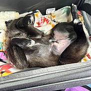 Koda joined the competition — help win amazing prizes! dog, puppy, black_dog, lying_down, belly_up, blanket, carrier, pet, cozy, relaxed, cute, paw, fur, indoor, resting, animal, sleeping_position, canine, soft, small_dog