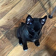 Koda is registered to the contest to win money with this photo: adorable, animal, black_dog, companion, cute, dog, domestic_animal, ears, flooring, fur, indoor, looking_up, paws, pet, puppy, shadow, sitting, small_dog, wooden_floor, young_dog